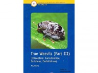 True Weevils part III