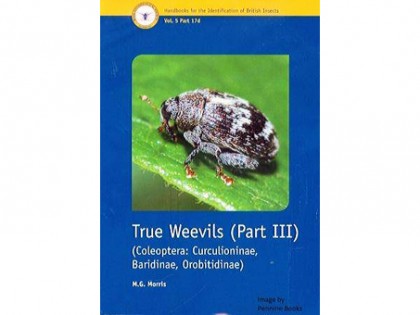 True Weevils part III 1