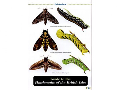 Guide to the Hawkmoths 1