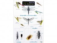 Guide to insects of British Isles