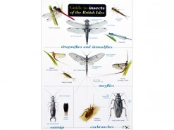 Guide to insects of British Isles