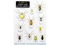 A guide to house and garden spiders