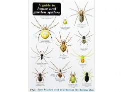 A guide to house and garden spiders