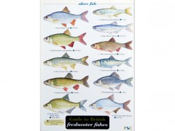 Guide to freshwater fishes