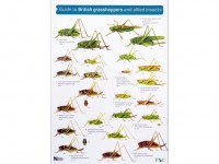 Guide to British grasshoppers