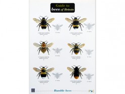 Guide to bees of Britain