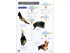 A guide to British bats