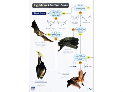 A guide to British bats 1
