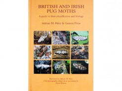 British and Irish Pug Moths - the Eupitheciini