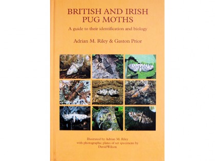 British and Irish Pug Moths – the Eupitheciini 1