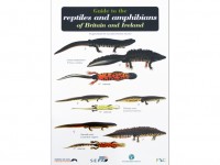 Guide to the reptiles and amphibians