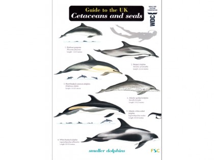 Guide to the Cetaceans and seals 1