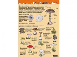 Het leven van de paddenstoel