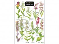 Guide to Orchids