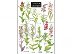 Guide to Orchids