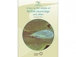 7.503 British lacewings nieuw