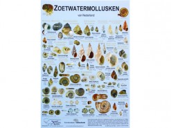 NMV03 Zoetwatermollusken zoekkaart Roger