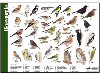 bosvogels