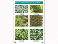 OP163 Woordland mosses and liverworts
