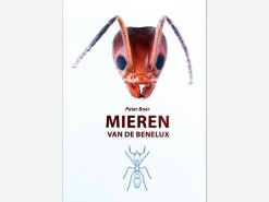 7.307 De mieren van de Benelux