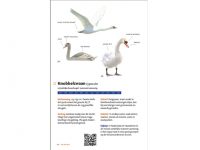 KNNV45 Zakgids Vogels van Nederland en Belgie binnen1