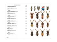 8.231a Phytophagous beetles of Europe vol. 1 binnen1
