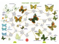 KNNV00 Speuren en vinden 35 zoekkaarten vlinders1
