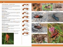 7.905a A Photographic Guide to Insects of Southern Europe binnen1