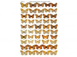 TSH32 The genus Melitaea binnen1