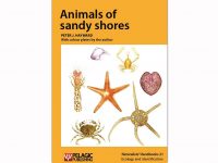 NH21 Animals of sandy shores