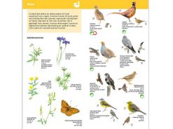 KNNV66 Minigids Boerenlandvogels binnen1