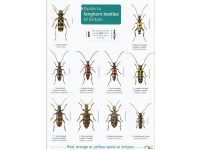 FSC17 Guide to Longhorn beetles