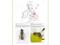 7.294 Bees of British Isles binnen2