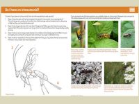 7.347 Ichneumonid Wasps binnen