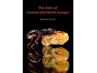 7.303a Ants-of-central-and-northern-Europe