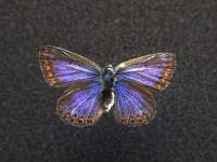 45.056 Itex zwart met vlindertje