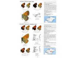 9.508 Guide to the Butterflies of the Palearctic Region blad