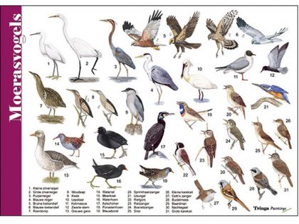 HK041 moerasvogels