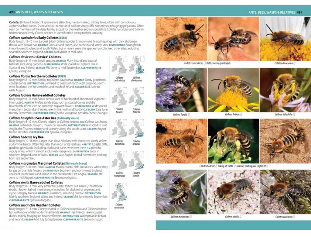 Uk Insect Key Guide A comprehensive guide to Insects of Britain & Ireland- herdruk ...