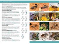 7.905h a comprehensive guide to insects herdruk 2020 binnen1