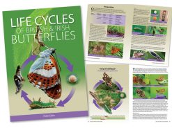9.487 Life cycles of British and Irish butterflies2