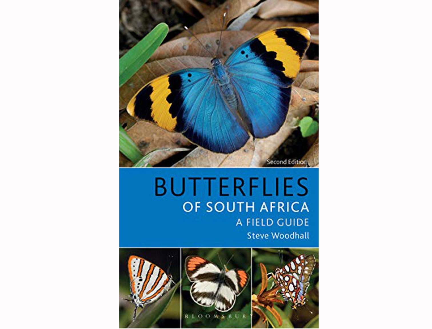 butterflies-of-south-afrika