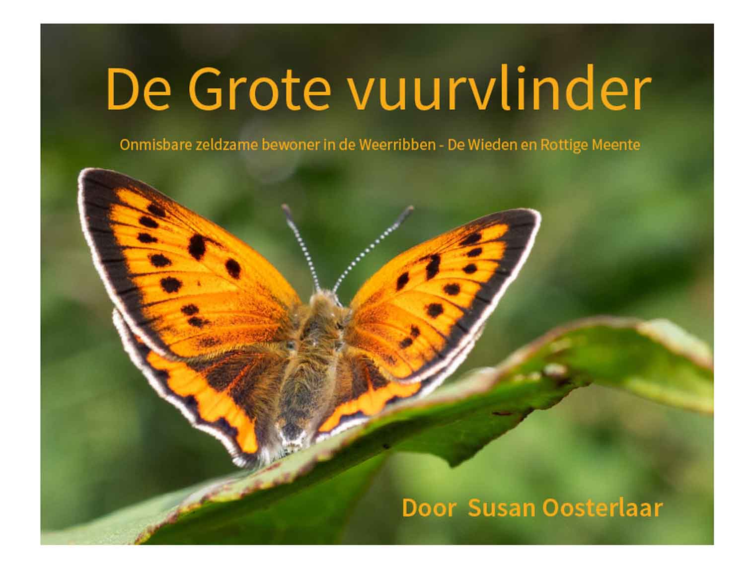 De-Grote-vuurvlinder