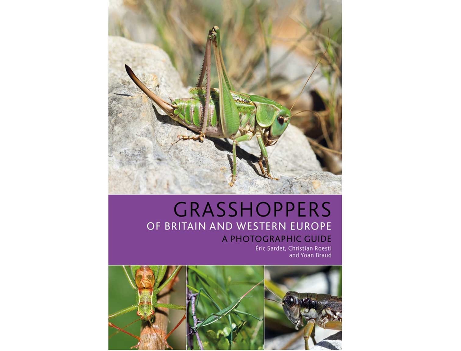 grasshoppers-of-britain