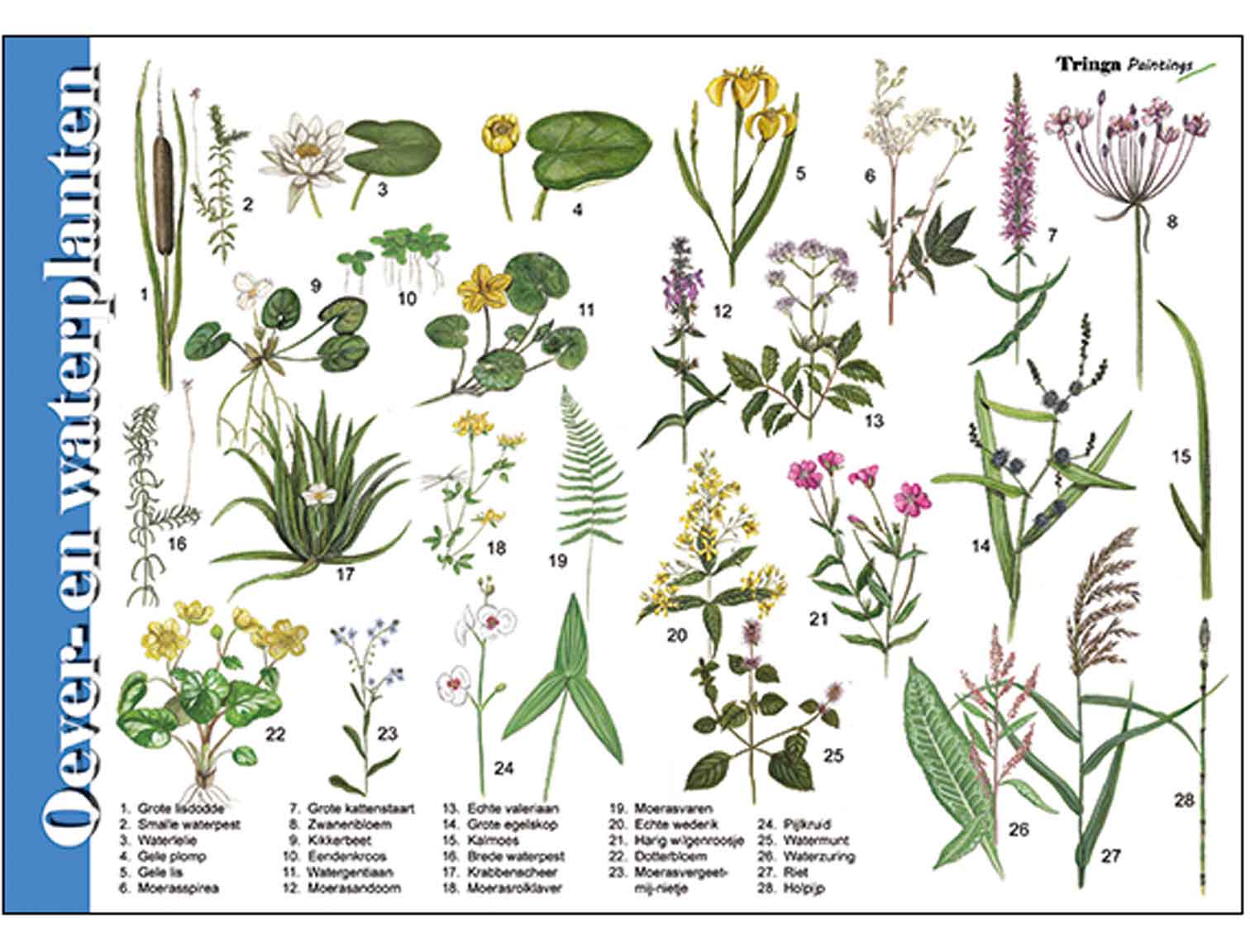 Herkenningskaart Oever- en waterplanten -