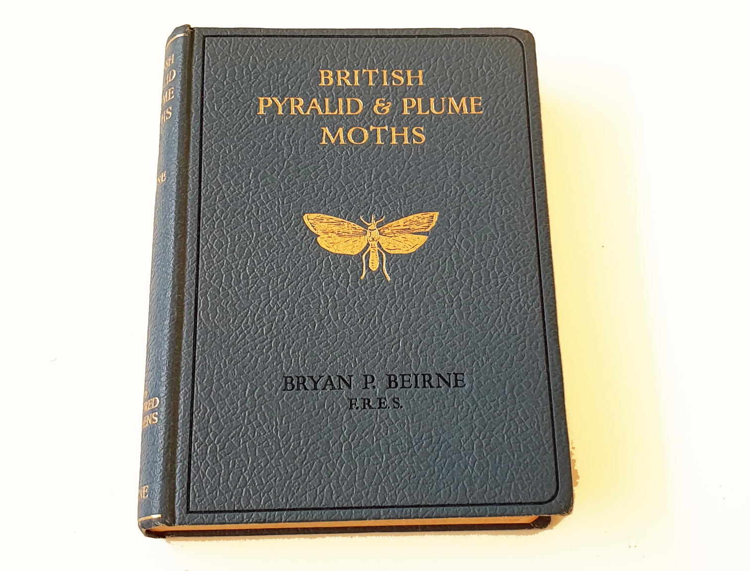 british-pyralid-and-plume-moths