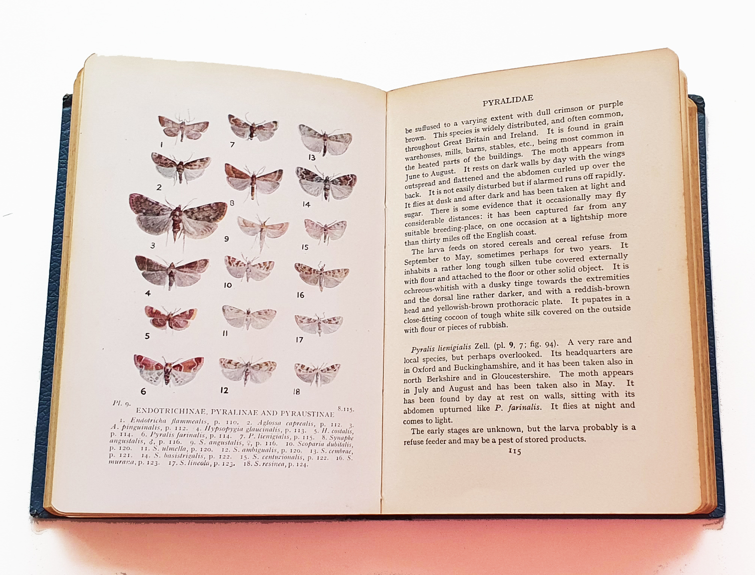 british-pyralid-and-plume-moths1