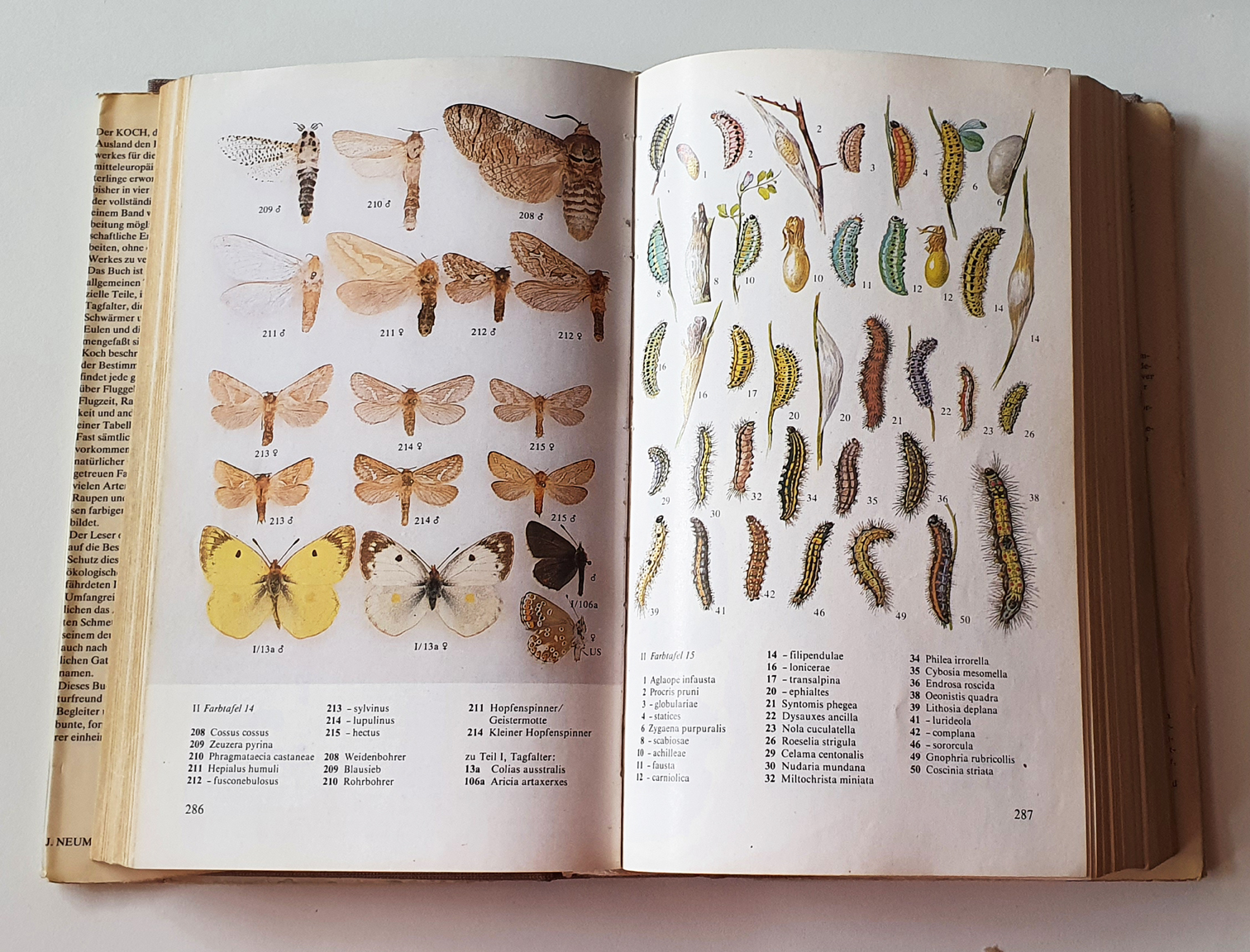 british-pyralid-moths1