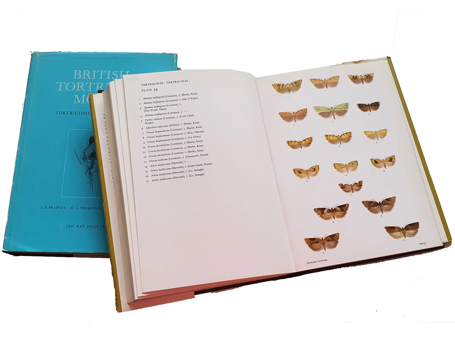 british-tortrociod-moths-1en2-2