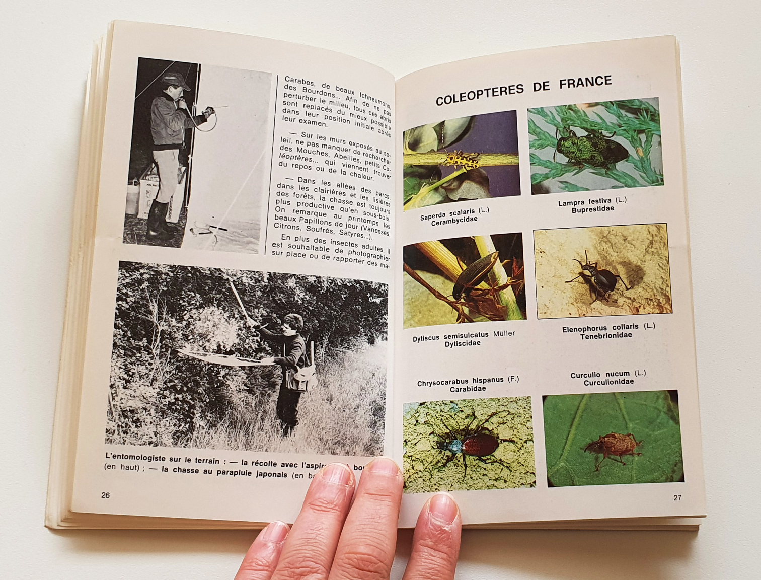 chasseur-et-collecteur-les-insectes1